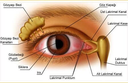 Göz hastalıkları nelerdir?