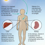 Vitamin D and Cancer Prevention