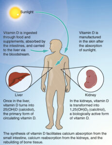 Vitamin D and Cancer Prevention